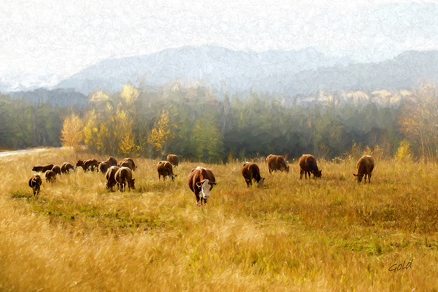 Original Photographs by Master photographer Peter Gold from Arts In Bragg Creek