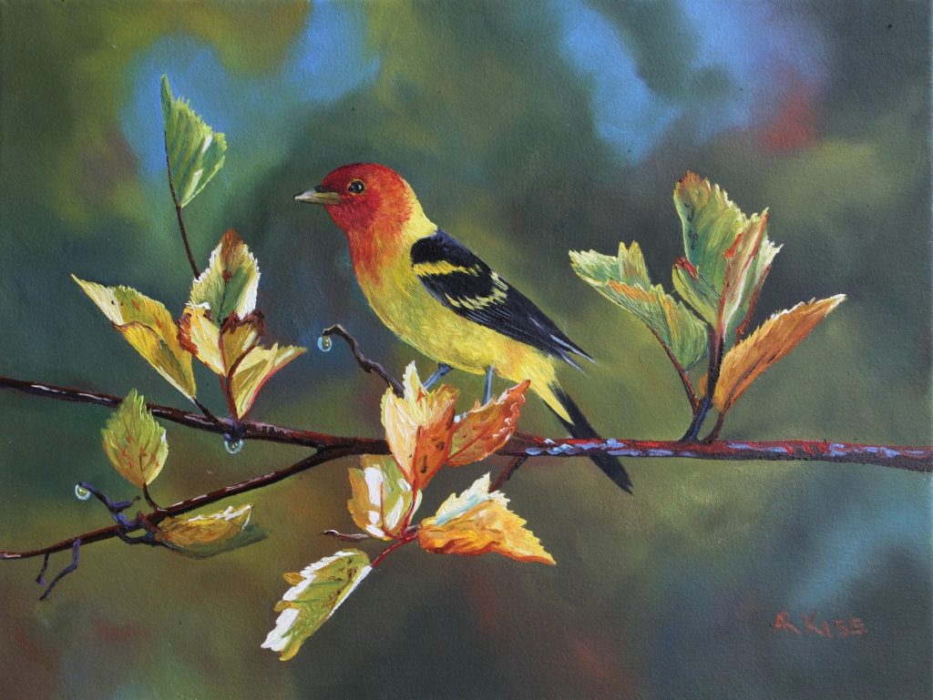 Western Tanager on Hawthorn original oil painting on canvas by Artists On Tour Canadian artist Andrew Kiss