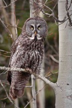 Angelo Avlonitis is a Canadian nature photographer from Bragg Creek Alberta part of the Arts In Bragg Creek