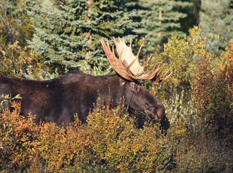 Angelo Avlonitis is a Canadian nature photographer from Bragg Creek Alberta part of the Arts In Bragg Creek
