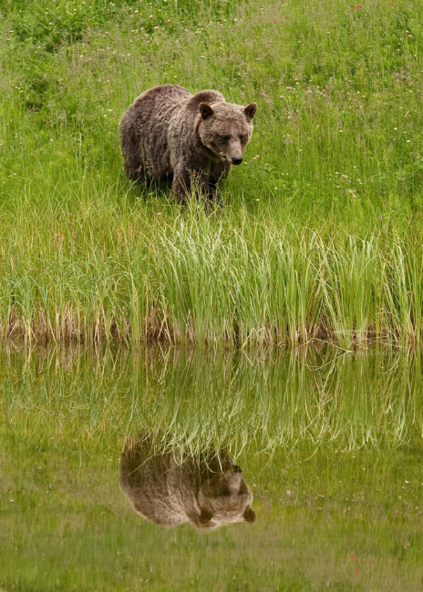Angelo Avlonitis is a Canadian nature photographer from Bragg Creek Alberta part of the Arts In Bragg Creek